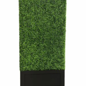Boxwood Hedges (5)