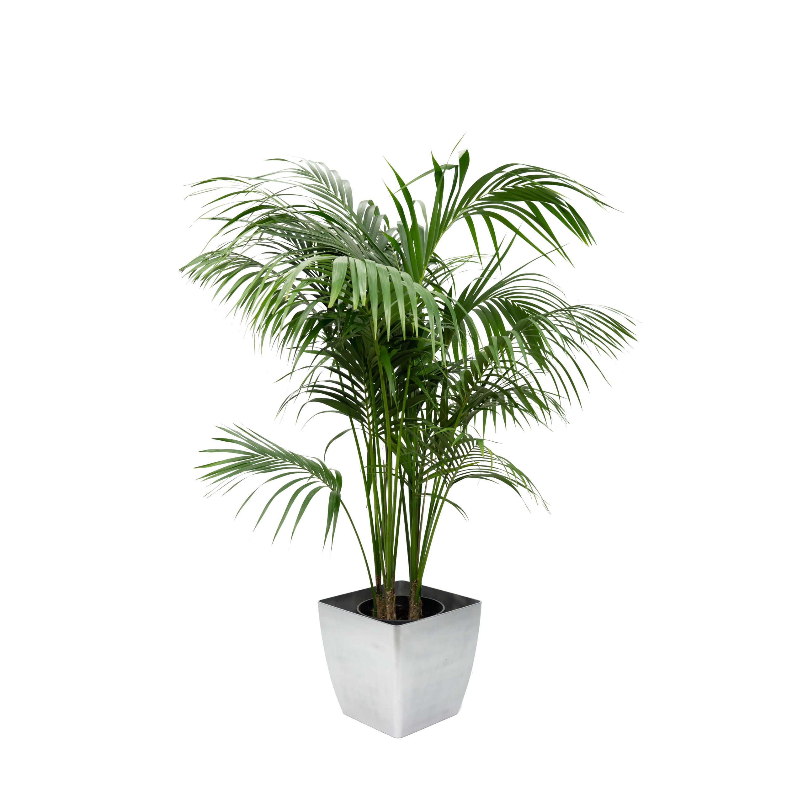 6' Natural Kentia Palm